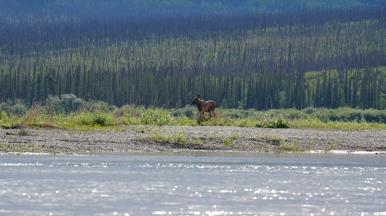 Moose walking in the Yukon Flats National Wildlife Refuge in Alaska