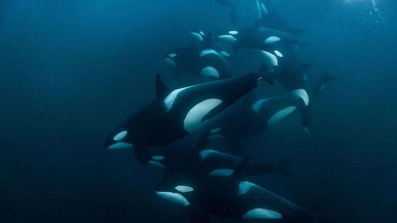 An underwater shot of a pod of orca whales swimming