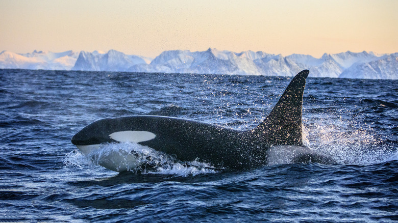 An orca, also known as a "killer whale" breaches the surface on the ocean