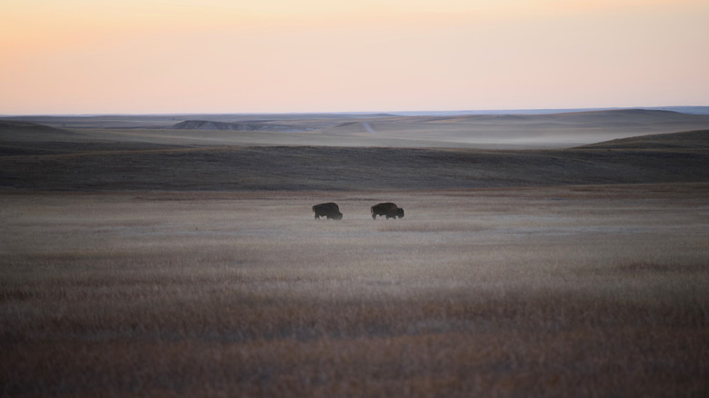 two bison grazing at Badlands National Park