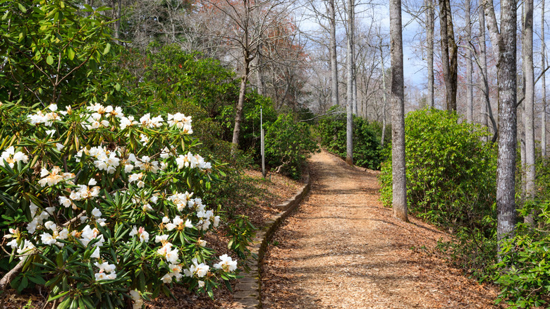 A wooded trail at Hamilton Rhododendron Gardens