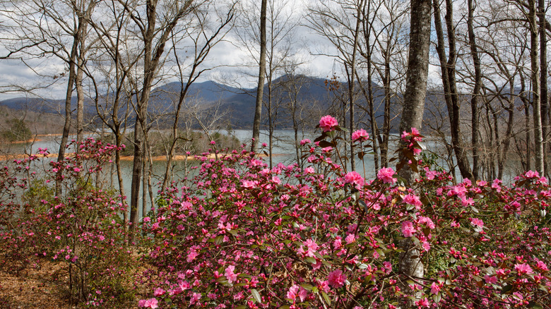 Azaleas at Hamilton Rhododendron Gardens