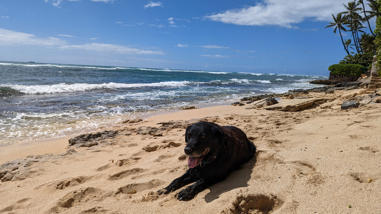 A dog on the shore of a scenic beach in Hawaii.