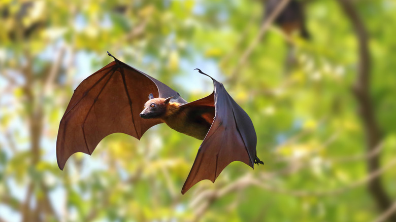 A close-up of a flying bat
