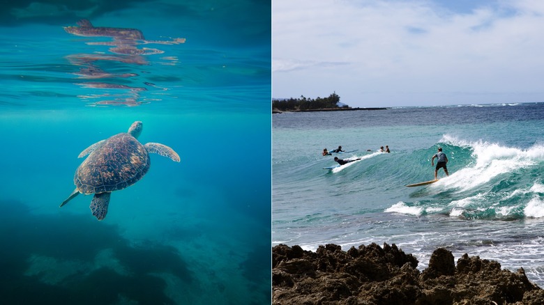 Hawaiian green sea turtle underwater & surfing at Turtle Bay