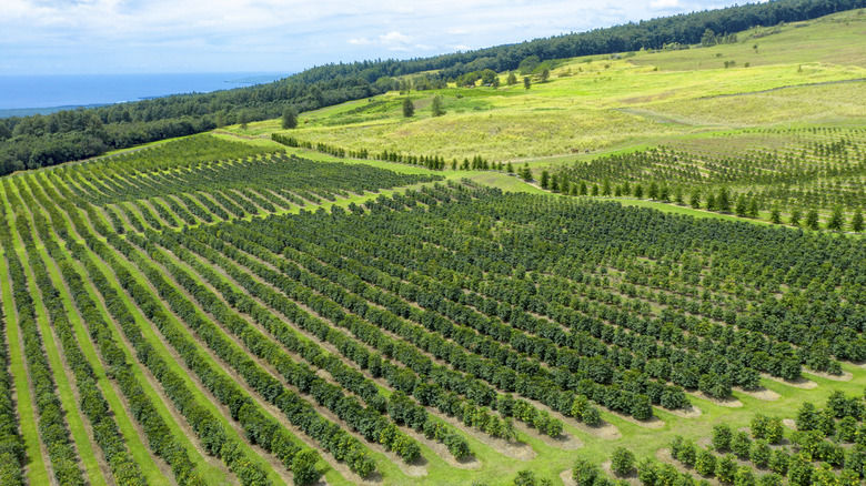 Aerial view of the Kona Coffee Plantation on Hawaii