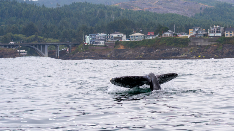 A gray whale's tail fluke, spotted off the coast of Oregon.