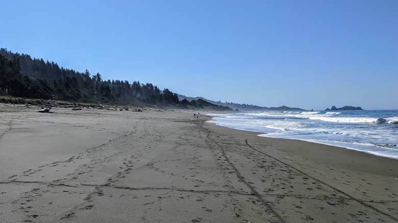 Flat, sandy beach with spruce forest at Crissey Field State Recreation Site in Oregon
