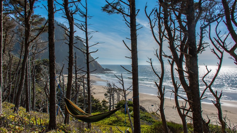 A hammock in the trees near an Oregon Beach