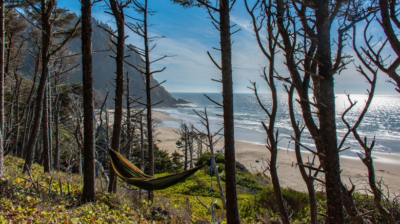 A hammock strewn between two trees along the Oregon Coast