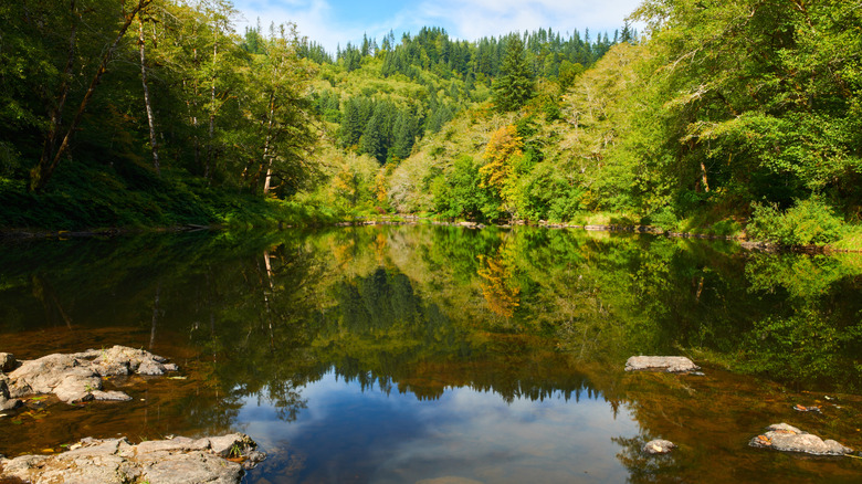Green trees along the Nehalem River in Oregon