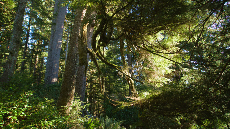 Sunlight breaks through the forest canopy in Tillamook Head, Oregon