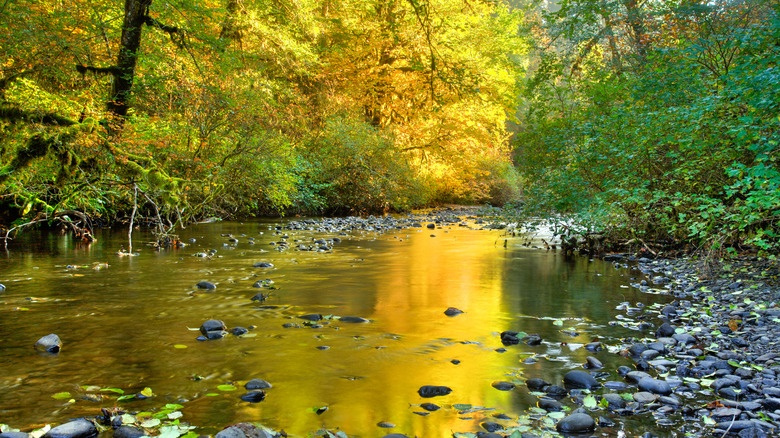 Creek in Golden and Silver Falls State Natural Area, Oregon