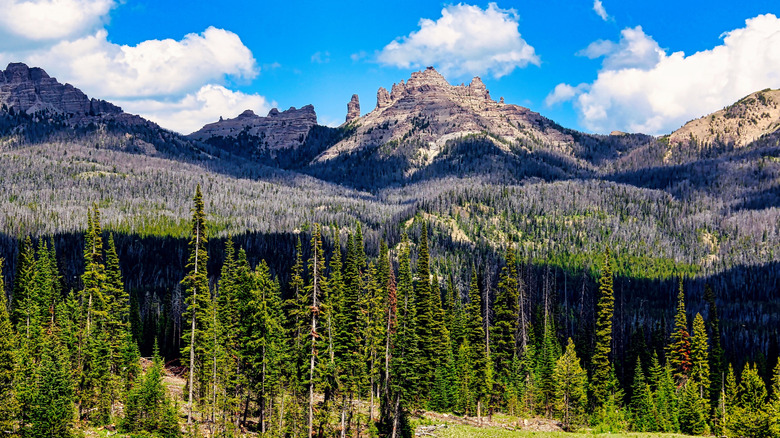 Forest and jagged mountain peaks of the Absaroka Mountains