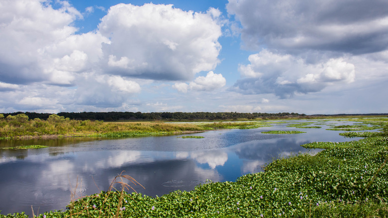 Paynes Prairie Preserve State Park wetland landscape