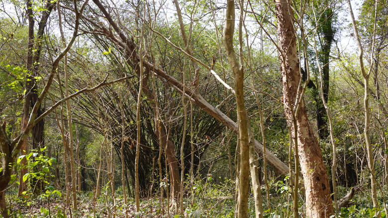 A dead tree leaning on other trees in the forest.