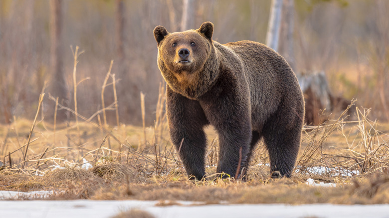 A curious grizzly bear