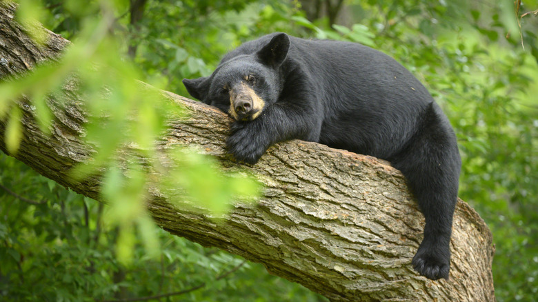 Black bear sleeping on a tree