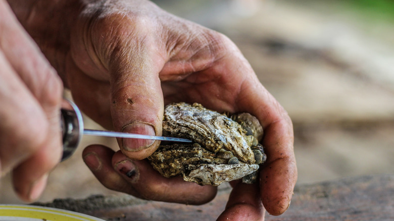 Hand shucking Rappahannock River oyster with shucking knife