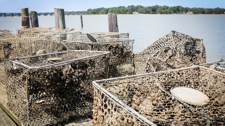 Big baskets of crab on river shore in southern Virginia