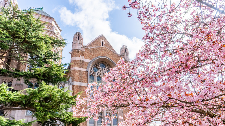 Cherry blossoms blooming on a tree at the University of Washington in Seattle