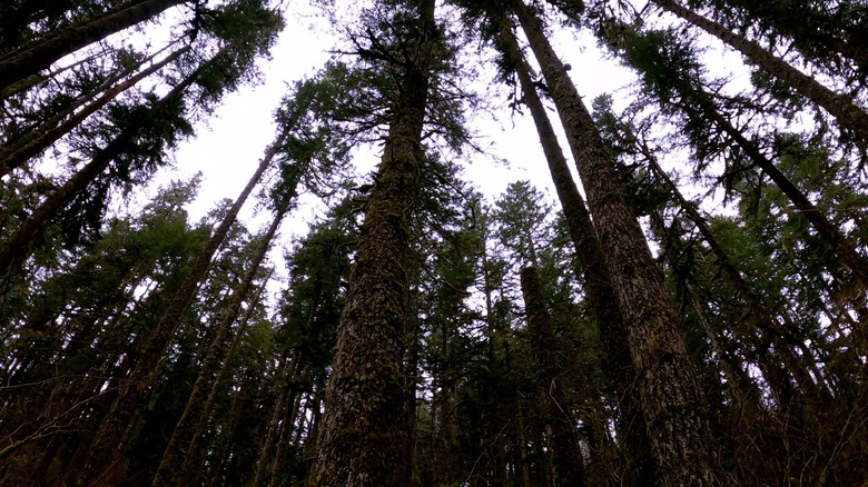 Trees along the Corvallis-to-the-Sea Trail in Oregon