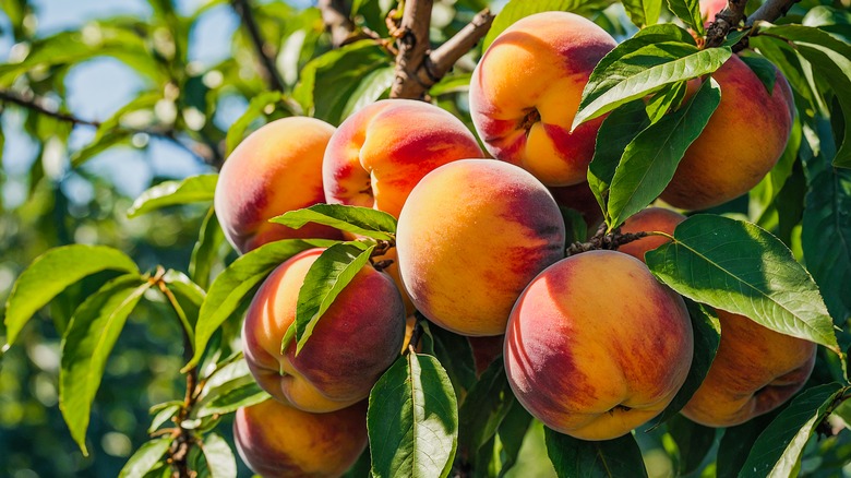 Several bright orange-red peaches on a leafy branch