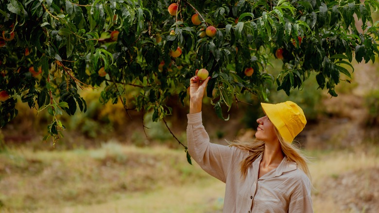A blonde woman in a yellow hat picks peaches at an orchard