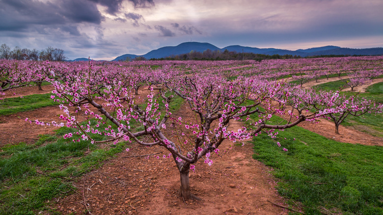 Peach orchard in full bloom with mountains in background in South Carolina