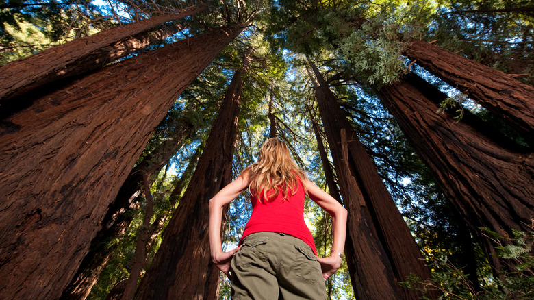 towering California redwoods