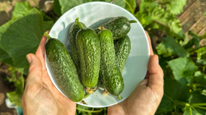 Hands hold a plate filled with home-grown cucumbers in a garden
