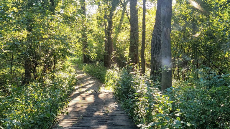 A quiet nature trail in Dolton, Illinois