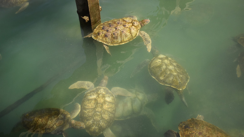overcrowded cayman turtle center enclosure