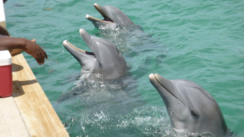 dolphins in captivity Bahamas