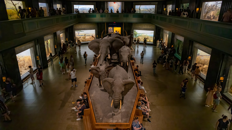 Mammal dioramas at the American Museum of Natural History in NYC