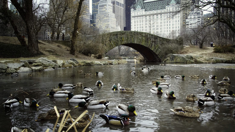 A group of ducks at a pond with an arch in Central Park, New York