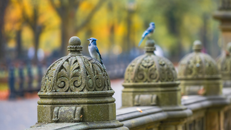 Two blue jay birds perched on the Bethesda Terrace in Central Park, New York