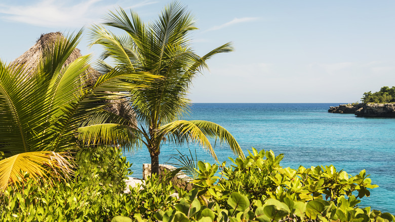 An island view with beautiful blue water, and palm trees