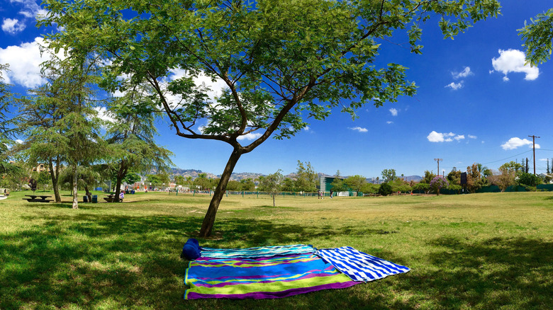 A picnic blanket laid out beneath a tree at Pan Pacific Park
