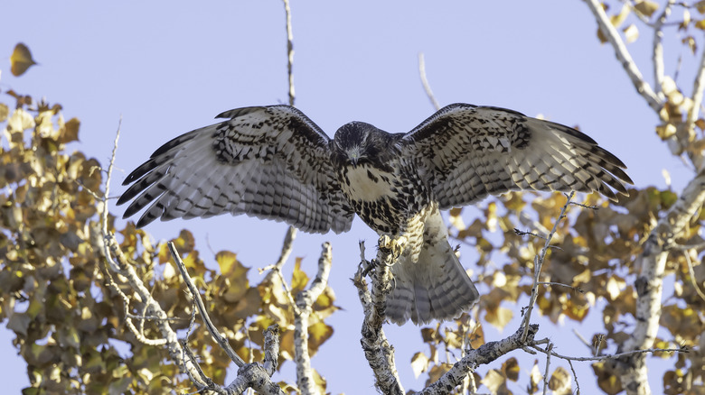Bird flying in Aspen 
