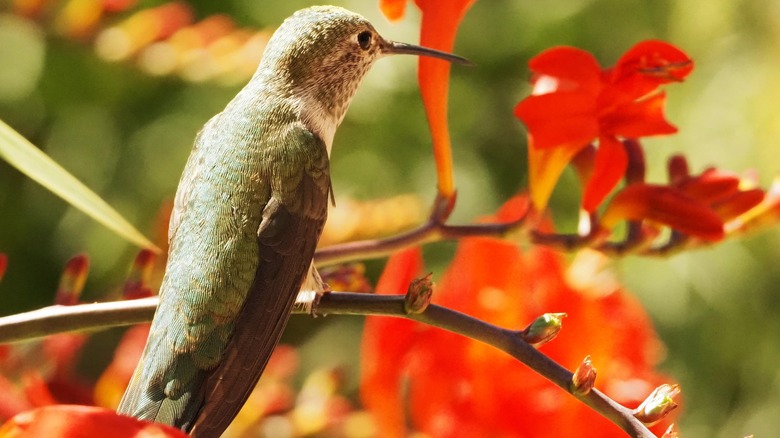 Hummingbird, in Aspen 