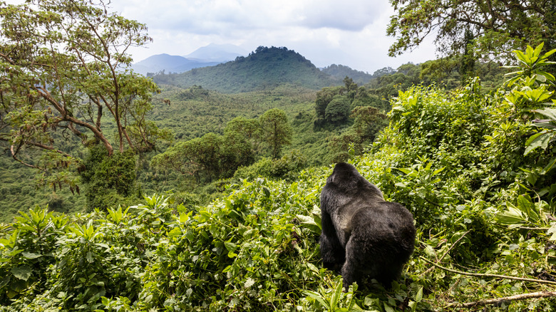 Mountain gorilla in Rwanda Volcanoes National Park