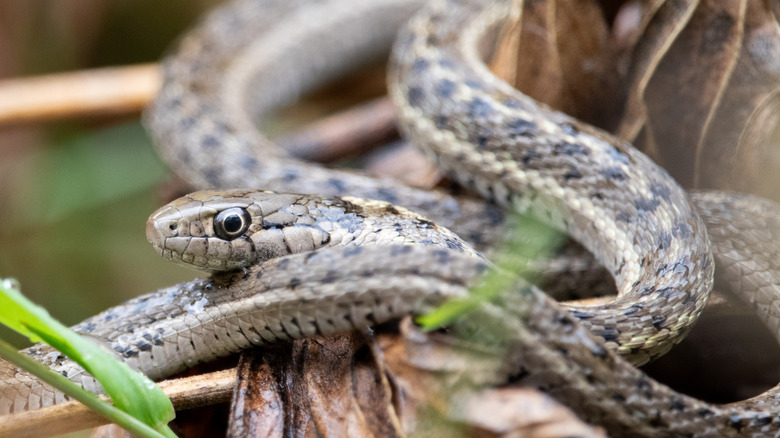 A wide-eyed snake winds its body around brush.