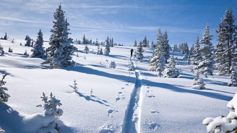 Backcountry ski touring in fresh snow through the Rocky Mountains