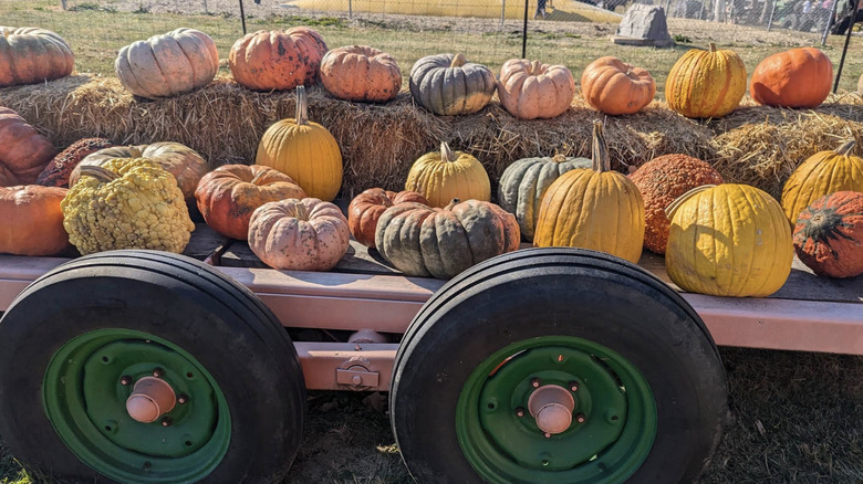 Pumpkins for the picking at Roth Pumpkin Patch in Morton, Illinois