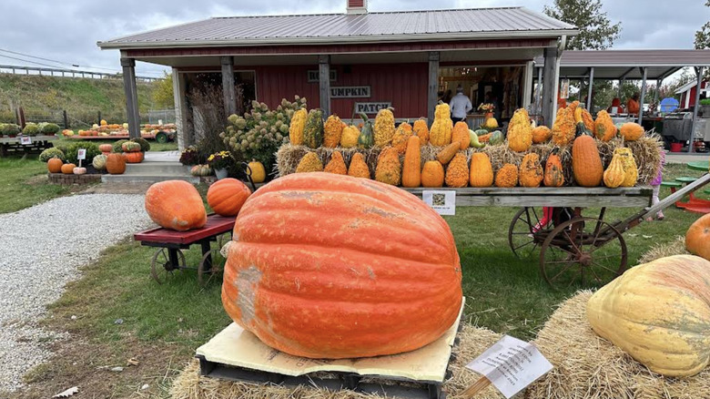 Giant pumpkin and other gourds at Roth Pumpkin Patch in Morton, Illinois