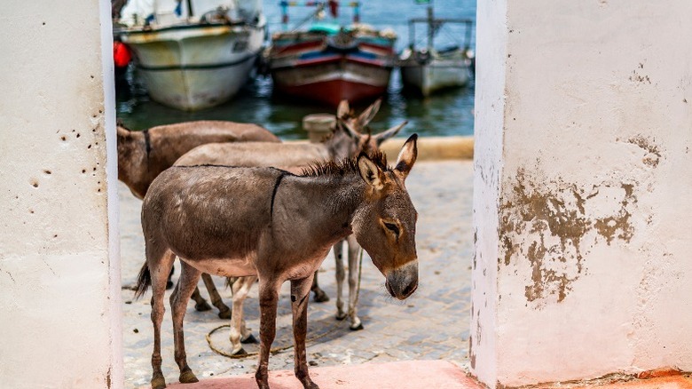 Donkey in Lamu