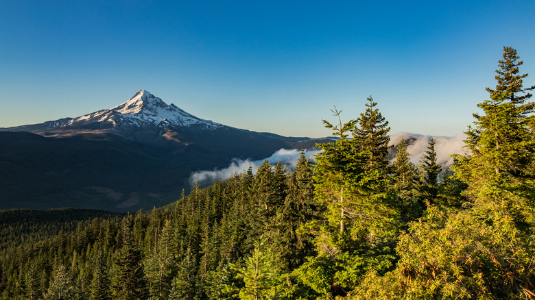 A view of Mt. Hood beyond the trees