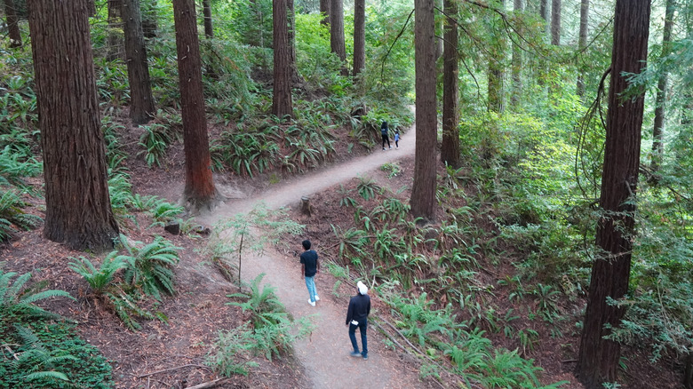 Hikers in the Redwoods Trail