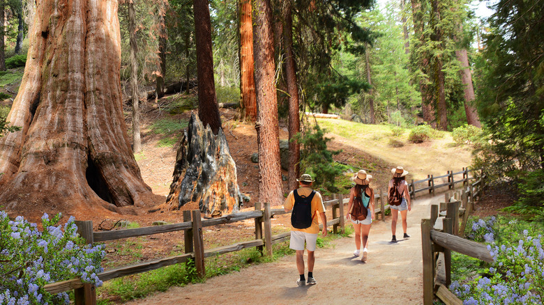 Three people walking on General Grant Tree Trail next to tall sequoia trees at Kings Canyon National Park, California
